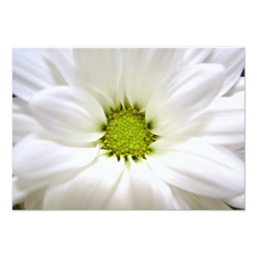 white daisy flower weddings custom invitations
