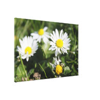 white daisy flowers canvas prints