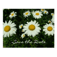 white daisy flowers, save the date post cards