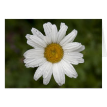 White daisy cards