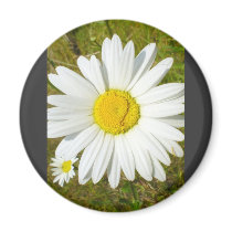 White Daisy Magnet