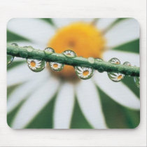 White Daisy mousepads by BloomingBouTees White Daisy mousepads