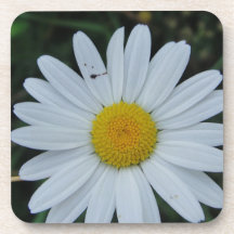 White daisy on Stäbchen Drink Coaster