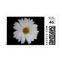 White Daisy Stamp