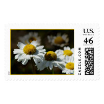 White Daisy postage