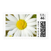 White Daisy Postage