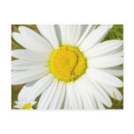 White Daisy Postcard