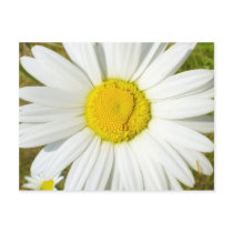 White Daisy postcards by lifesphere White Daisy postcards