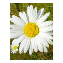 White Daisy Postcard