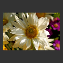 White Daisy Poster posters by dduhaime55 White Daisy Poster posters