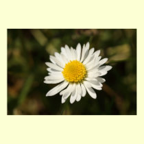 White Daisy Poster posters