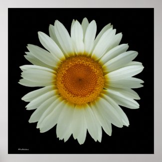 White Daisy Posters