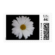 White Daisy Stamp