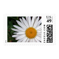 White Daisy Stamps
