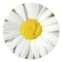 White Daisy stickers