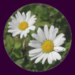 White Daisy