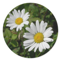 White Daisy stickers