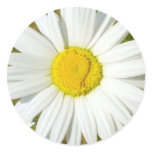 White Daisy