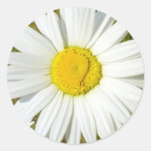 White Daisy Stickers
