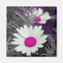 White Daisy (w Pink) magnet
