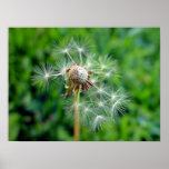 White Dandelion flower disintegrating Print