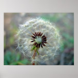 White Dandelion flower with seeds Print