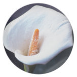 White day lily and its meaning plates