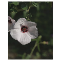 White delight custom flyer