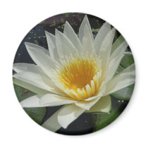 White Delight magnets