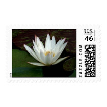 White Delight postage
