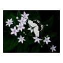 white delights posters