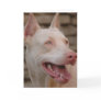 White Doberman Greeting Card