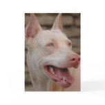 White Doberman cards