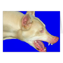 White Doberman cards