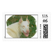 White doberman postage by wolfmountainstudio White doberman postage