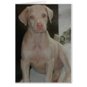 White Doberman Puppy cards