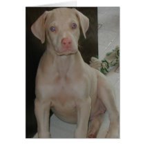 White Doberman Puppy cards by wolfmountainstudio White Doberman Puppy cards