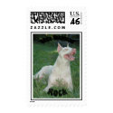 White Dobermans Rock postage