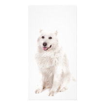 WHITE DOG DIGITAL REALISM PETS HAPPY LOGO CAUSES A PERSONALIZED PHOTO CARD