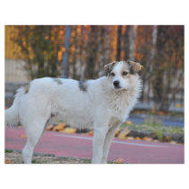 White dog flyer