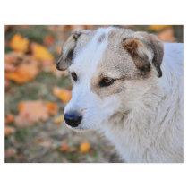 White dog flyer design