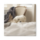 White dog hiding behind bed (differential focus) magnets