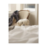 White dog hiding behind bed (differential focus) postcards