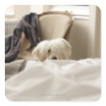 White dog hiding behind bed (differential focus) stickers