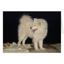 White Dog on the Beach cards by jherrin White Dog on the Beach cards