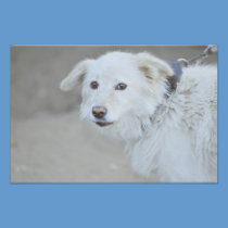 White dog photography