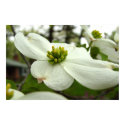 White Dogwood Blossom posters