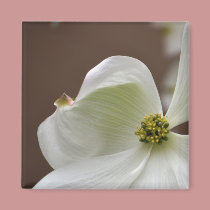 White Dogwood Flower magnets