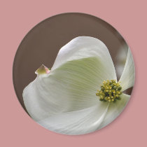 White Dogwood Flower magnets