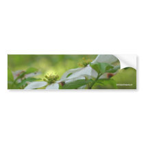 White Dogwood Flower Photo Bumper Sticker bumper stickers